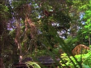 Tarzan (1991) Staffel 2 Folge 19 HD Deutsch