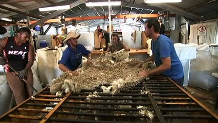 Australian wool market falls to lowest point in 18 months as COVID, Ukraine war take their toll