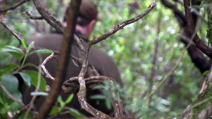 The Shooting Show French wild boar hunt and Richard Ali interviewed