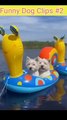 FUNNY DOGS CLIPS --  #shorts #dog #viral #shortvideo