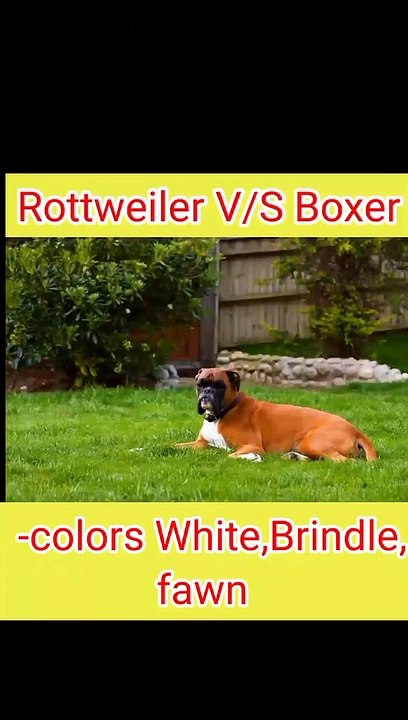 Rottweiler vs Boxer dog -- How is powerful_♀️ #shorts #dogs  #viral #animals