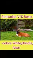 Rottweiler vs Boxer dog -- How is powerful_♀️ #shorts #dogs  #viral #animals