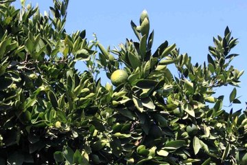 Satsuma mandalinada altın yıl