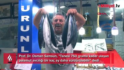 Karadeniz'de palamut bereketi sürecek