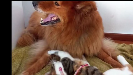 kids funny video pet animals video cat and dog  for kids
