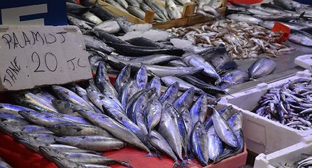 Karadeniz’de palamut bereketi sürecek