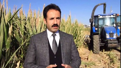 Van'da silajlık mısırda elde edilen yüzde 80'lik verim çiftçinin yüzünü güldürdü