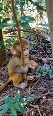 The big monkey grabs the food of the little monkey