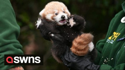 Adorable moment 'miracle' baby red panda gets its first health check