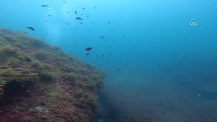 Kandıra'nın su altı zenginlikleri ve doğal güzellikleri keşfedilmeyi bekliyor