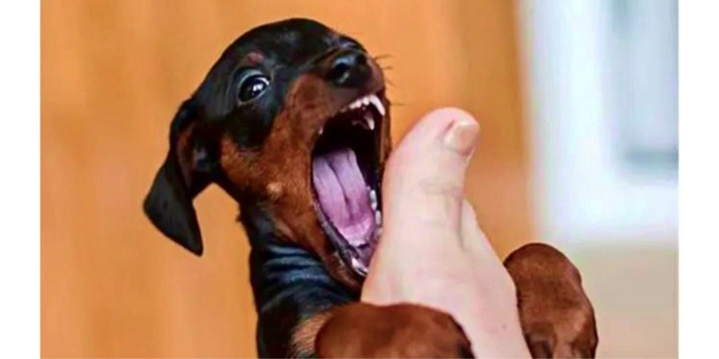 Funniest Animals Video - Funny Dogs And Cats - Try Not To Laugh Animals 2022