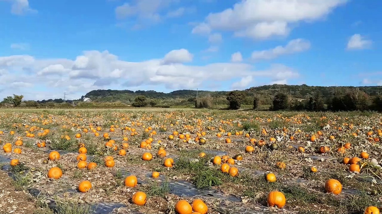 Pumpkin Moon