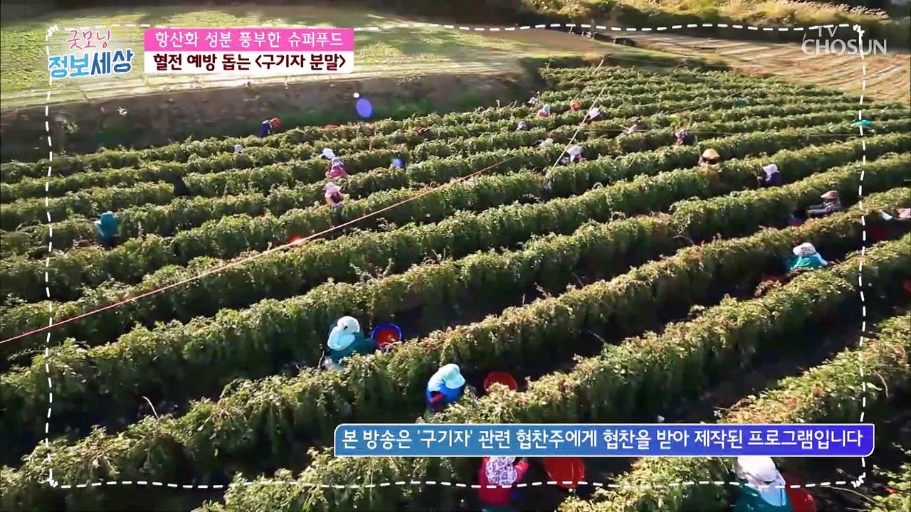 항산화 성분이 풍부한 슈퍼푸드! 『 청양산 구기가 분말 』 TV CHOSUN 221006 방송
