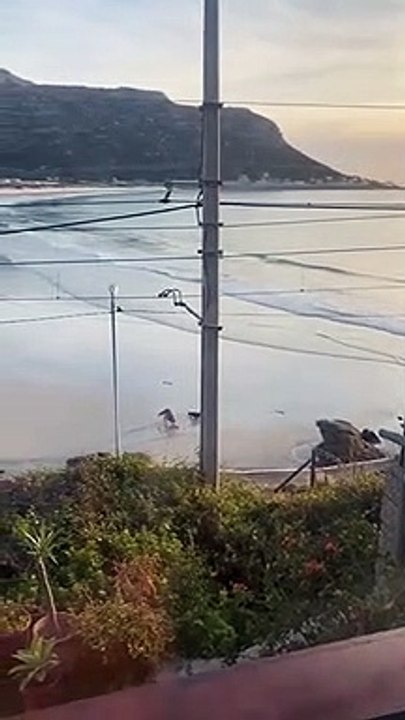 Une femme est attaquée par une otarie sur la plage et ne sait plus courir