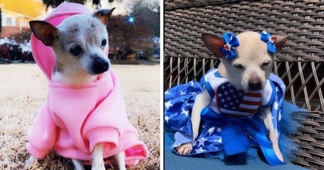 Pebbles, la chienne la plus vieille du monde est morte à l'âge de 22 ans