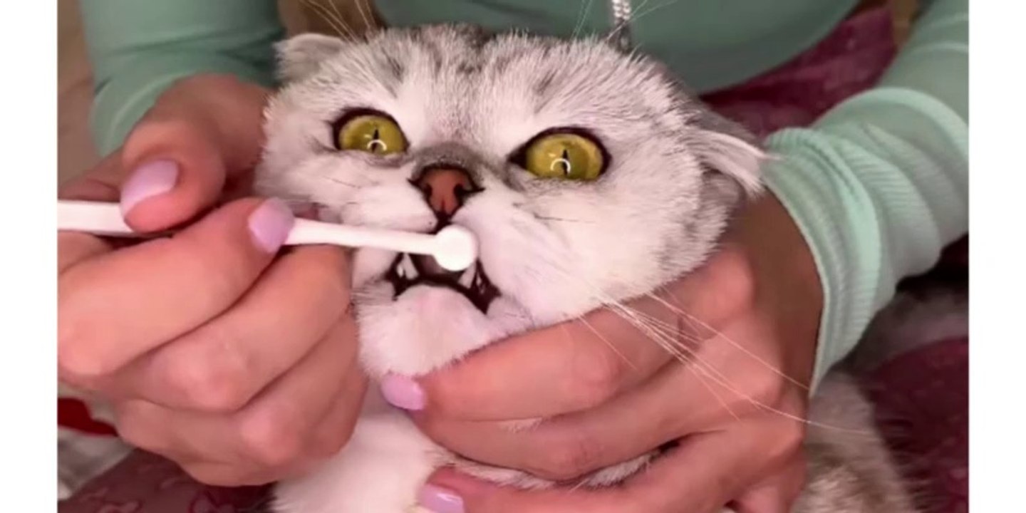 Best Funny Animal Videos 2022 - Funniest Cats And Dogs Video
