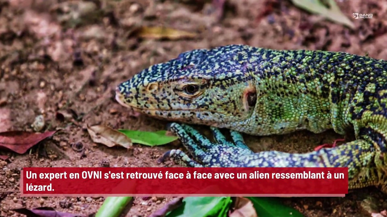 Un ufologue affirme avoir rencontré un lézard extraterrestre !