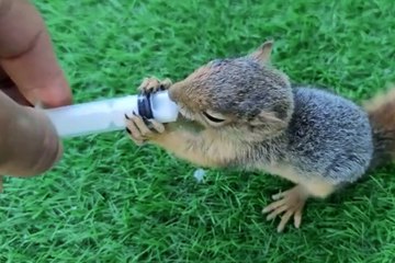 Elazığlı muhtar, sahiplendiği sincap yavrusunu enjektörle besliyor
