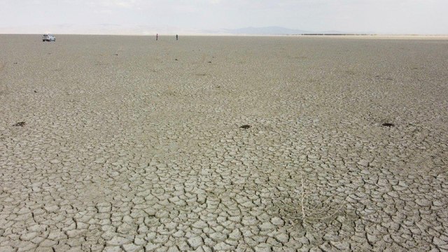 Suları çekilen Akşehir Gölü’nde çok sayıda ölü yaban ördeği bulundu