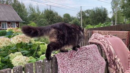 Funny animal videos 2022 - Try not to laugh || Video Compilation # 11 || Awful Funny Animals