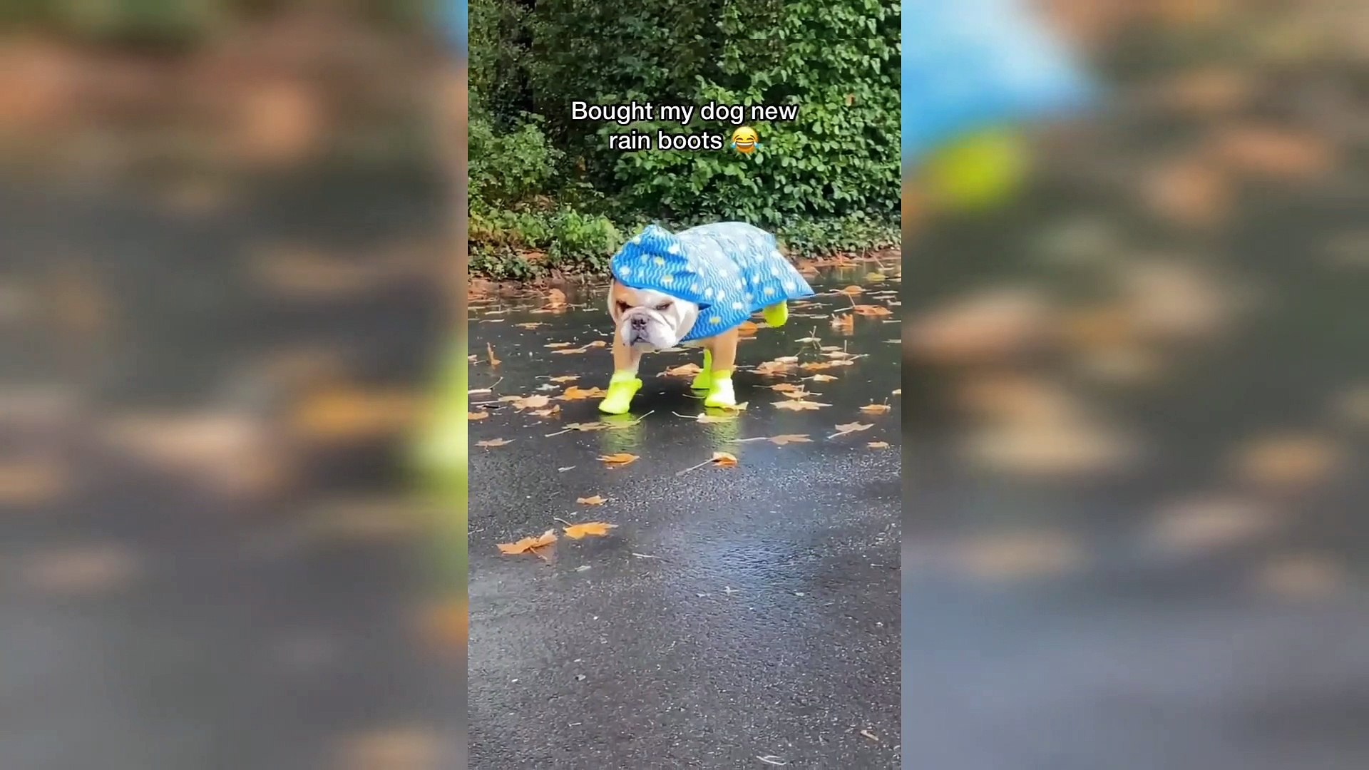 Funny cute Pets and animals EP2