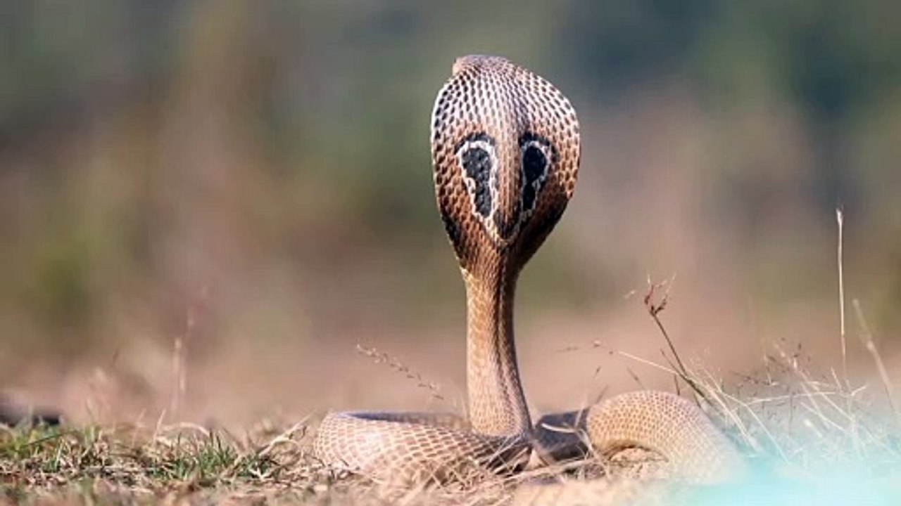 Snake video