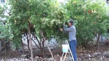 Nar ekşisinin sofralara uzanan zahmetli yolculuğu