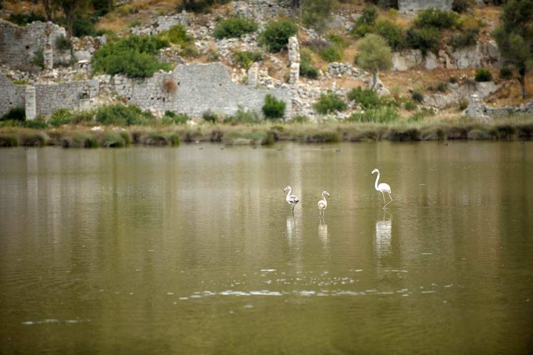 Noel Baba Kuş Cenneti flamingoların evi oldu