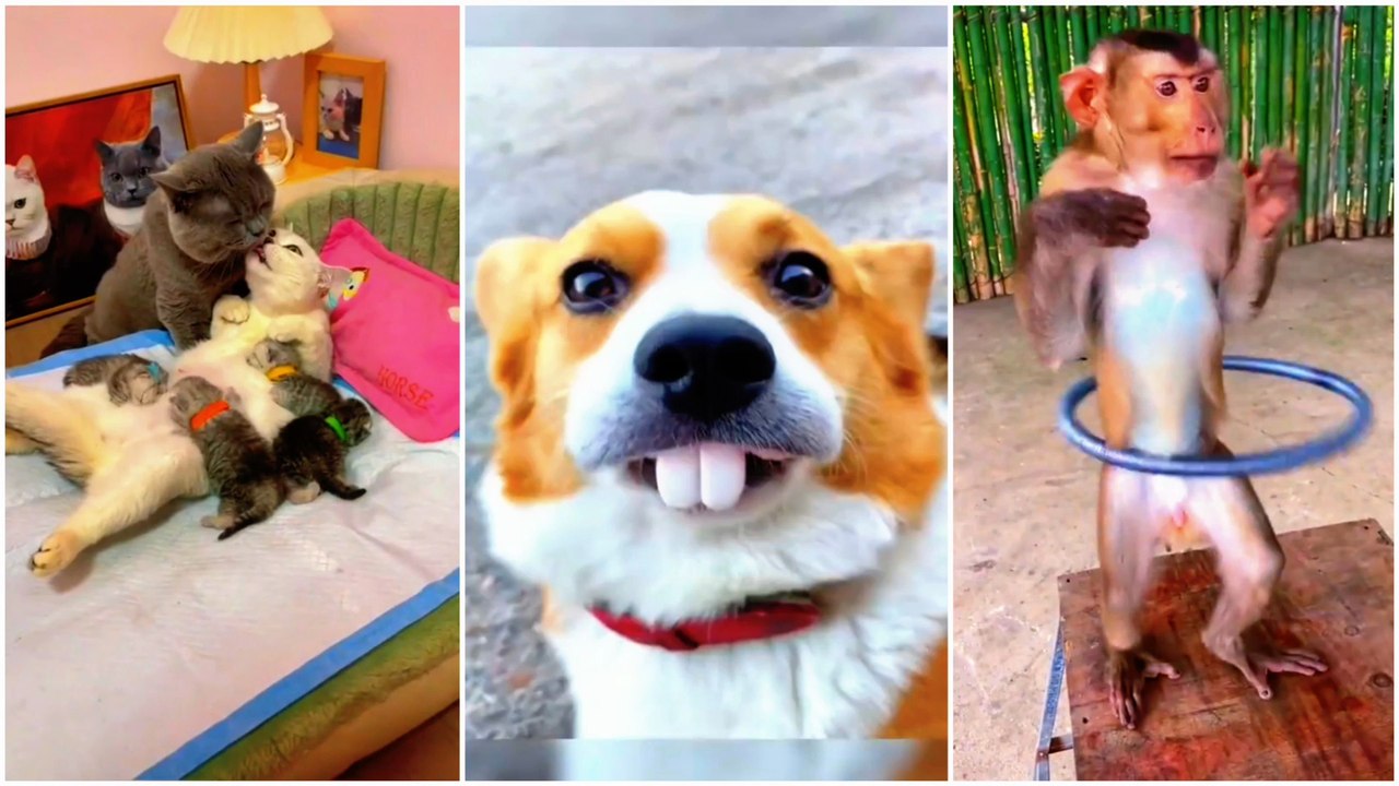 funny dog videos - part #001