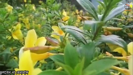 সকালের খ্রীষ্টিয় আরাধনা সংগীত __ Christian Morning Devotional Worship Song __ Bengali Song