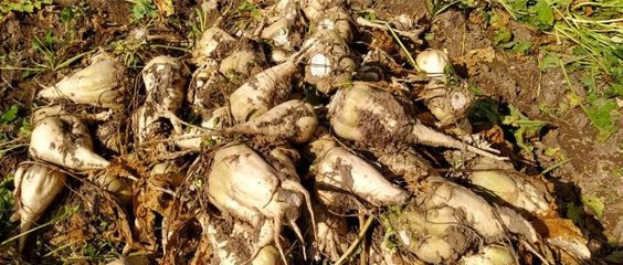 Pancar rekoltesi üreticinin yüzünü güldürdü