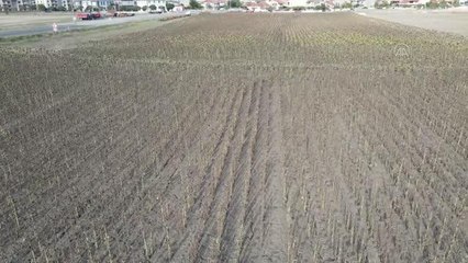 Tekirdağ gündem: Hayrabolu'da ayçiçeği hasadında sona yaklaşıldı