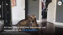 Meet Fenrir! Guinness Book of World Record's tallest living cat in the world