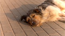 ‘She was hoping they would come back’: a heartbroken pup found dumped on the gas station