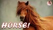 Learn about Horse l Horse Facts for Kids l Education & Fun for Kids