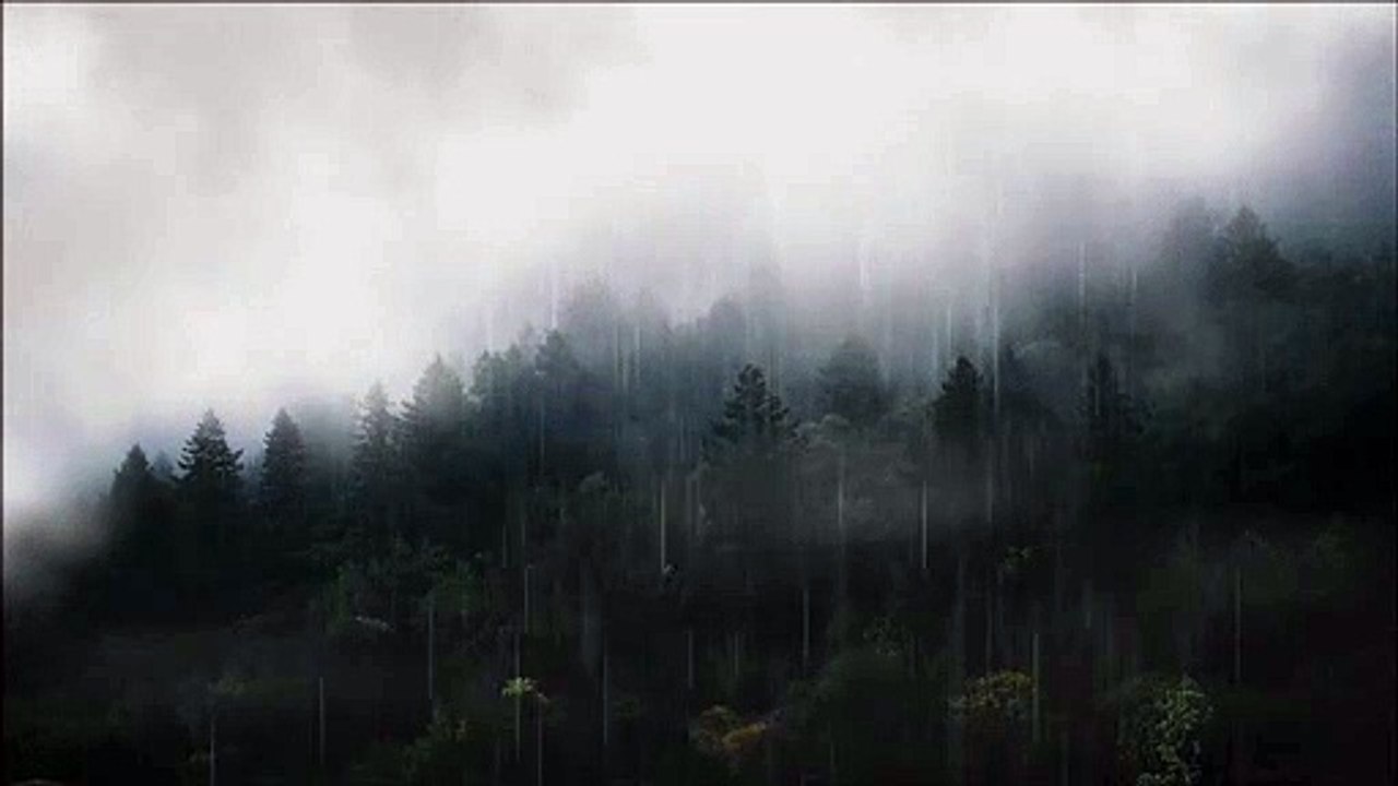 Foggy Forest