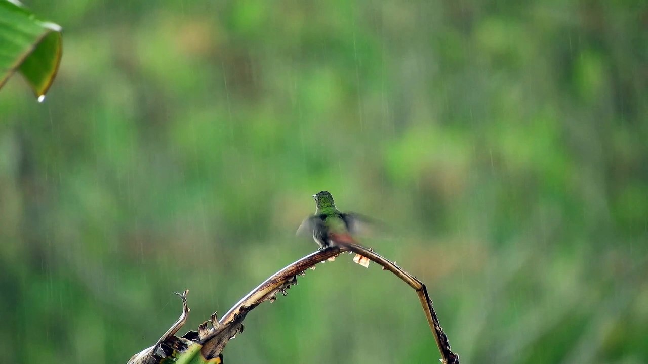 Beautiful  bird
