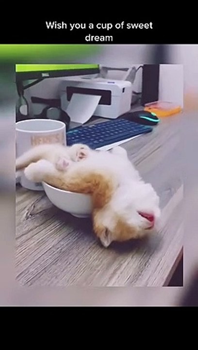 sleep in honey