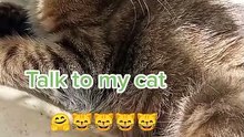 Talk to m'y cat