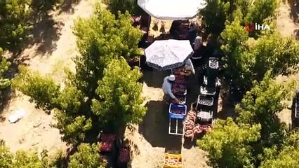 Emsal karar sayesinde çiftçiler iptal edilen prim günlerini geri alabilecek