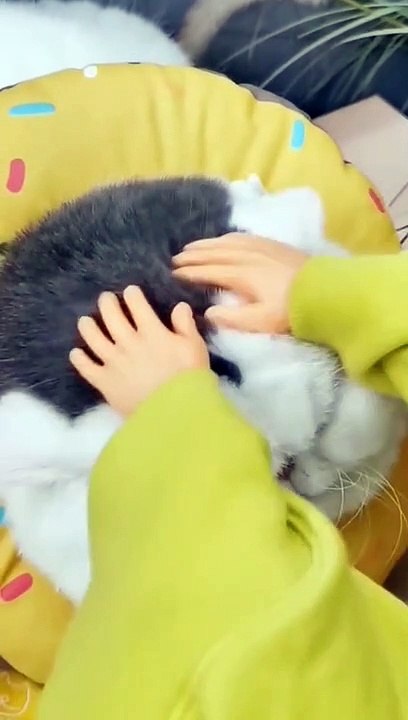CAT BIG FACE