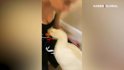 Ördeğin her öpüldüğünde verdiği komik tepki şaşırttı 'kendini köpek sanıyor'