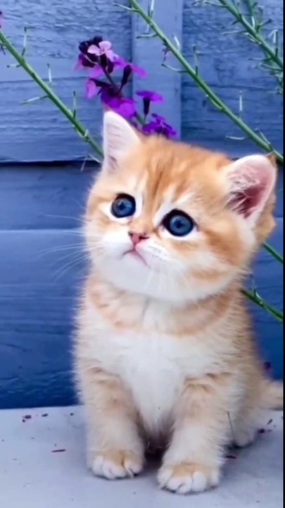 cute cat