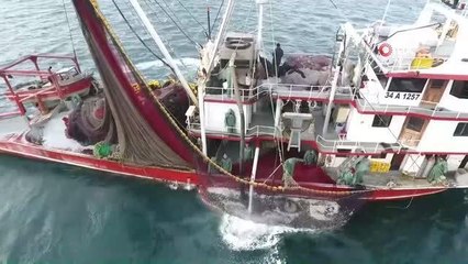 Uzmanı açıkladı: "Karadeniz'deki palamut bolluğunun nedeni bol yağış"