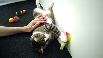 Adorable Little Cat Licks My Hand
