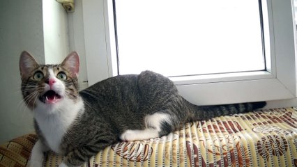 Adorable Little Cat Talks to the Toy and Grabs It with His Teeth