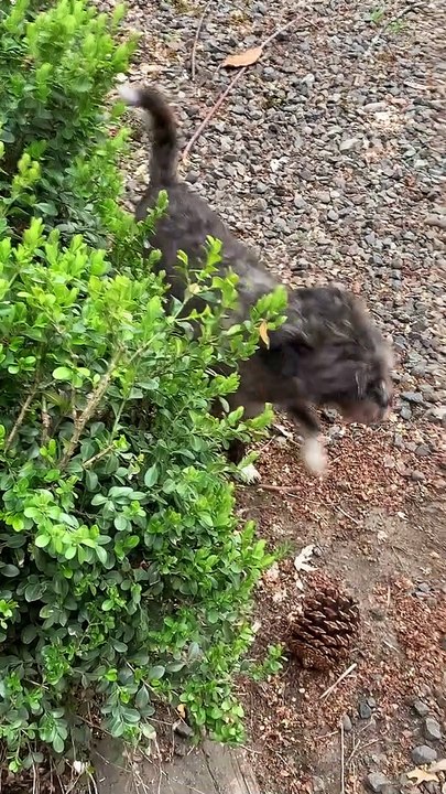 Animal Escapees Return Home