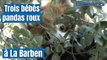 Trois bébés pandas roux à La Barben : une bonne nouvelle pour cette espèce menacée