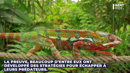 Cet insecte projette de l’acide pour se défendre, les images vont vous impressionner