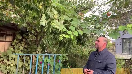 Bu sokaktan geçen istediği kadar şeftali ve incir yiyebiliyor: 'Dalından şeftali ve incir yemek helaldir'